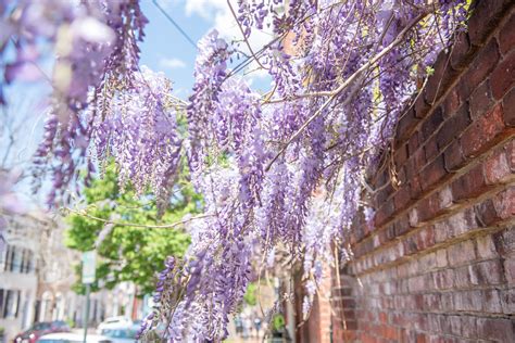 How To Identify And Remove Chinese Wisteria