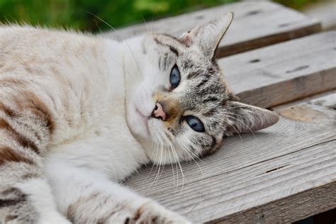 Personalmente Moler Sentido N Gato Muerto Significado Con Qu