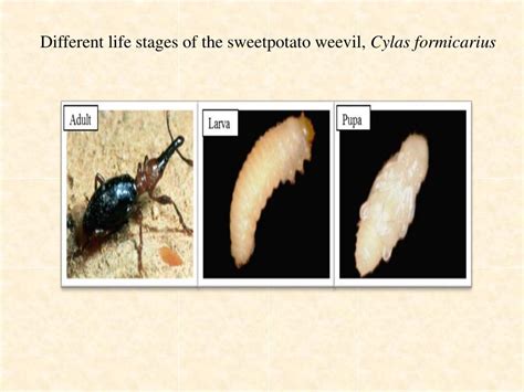 PPT - Control of Sweet Potato Weevil Cylas formicarius ( Coleoptera : Curculionidae ) PowerPoint ...