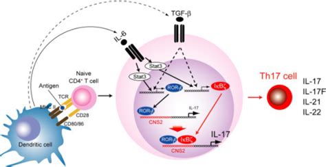 Iκbζ And Ror Nuclear Receptors Synergistically Promot Open I