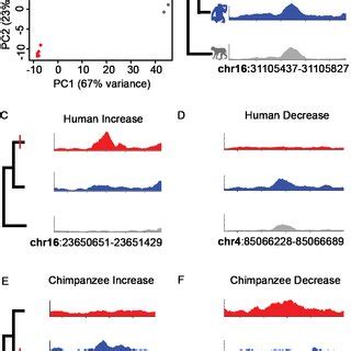 Schematic Model Of MiR 155 Regulated Brown Adipogenesis MiR 155 And