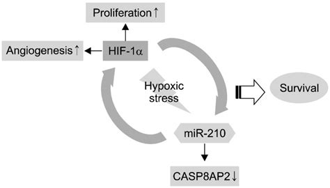 Relationship Between Hif And Mir Under Hypoxic Conditions The