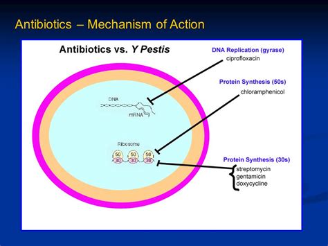 Antibiotic mechanism of action table