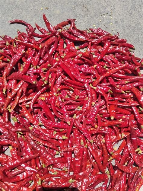 Teja S Stem Cut Red Chilli At Rs Kg In Guntur