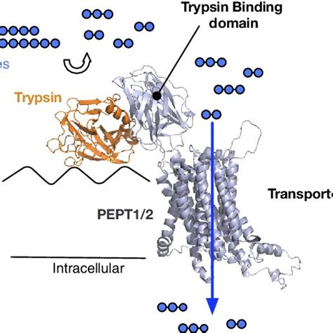 A Model For The Interaction Between Trypsin And The Mammalian Peptide