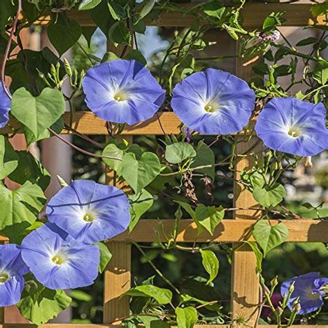 Best Morning Glory Heavenly Blue Seeds For A Perfect Garden