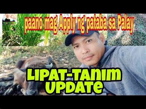 PAANO ANG TAMANG PAG APPLY NG PATABA SA PALAY UPDATE SA LIPAT TANIM NG