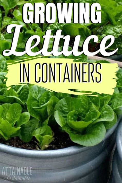 Growing Lettuce in Containers to Eliminate Pest Damage