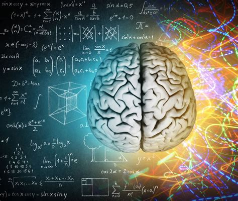 Cervello Cos Anatomia Funzione E Patologie