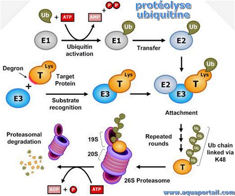 Prot Olyse D Finition Et Explications