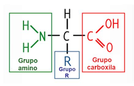 Prote Nas Y Amino Cidos