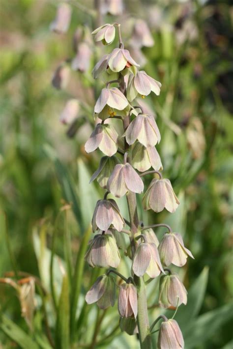 Fritillaria Persica Green Dreams Michael Camphausen