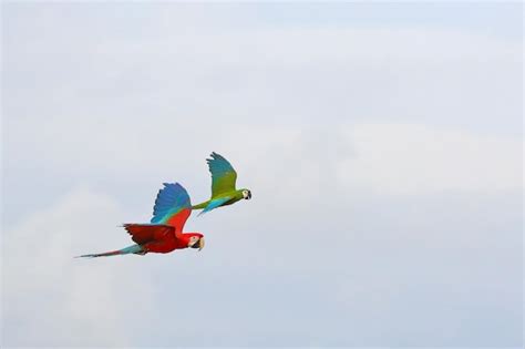 Coloridos Loros Volando En El Cielo P Jaro Volador Libre Foto Premium