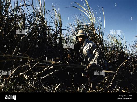 philippines sugar cane cutter in the hacienda luisita plantation on ...