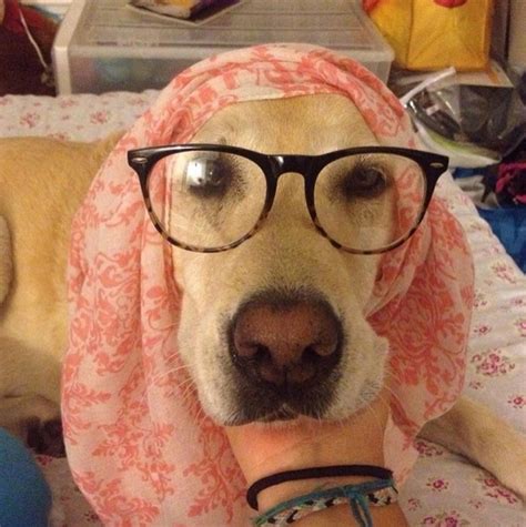 Dogs Wearing Glasses - Dog Fancast