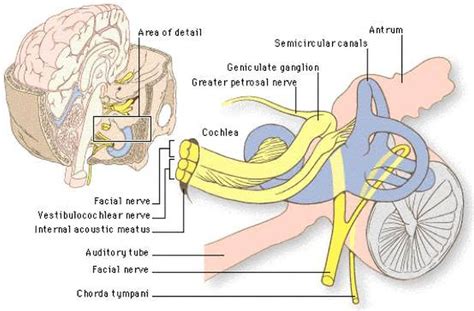 Pictures Of Acoustic Nerve