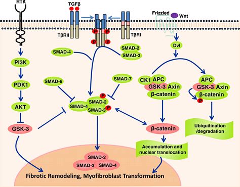 Entanglement Of Gsk Catenin And Tgf Signaling Network To