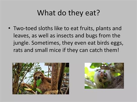 Sloths powerpoint | PPTX