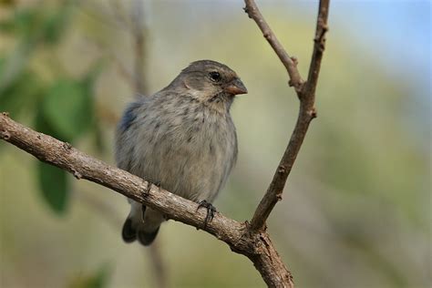 Small Tree Finch Camarhynchus Parvulus Small Trees Reptiles And