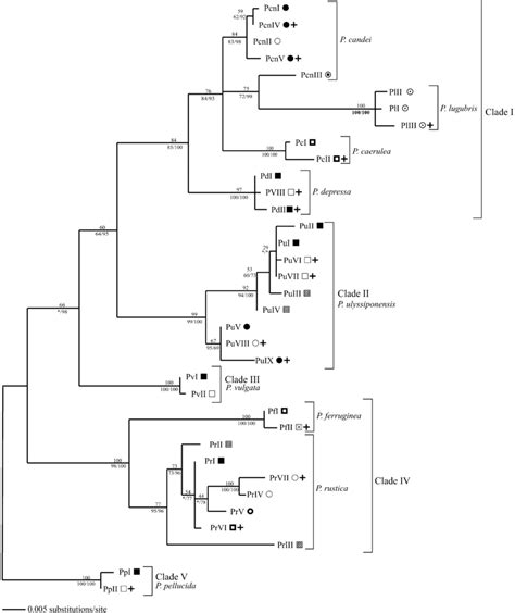 One Of The Two Maximum Likelihood Ml Trees Based On Sequences Of 12s