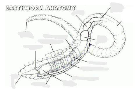 Earthworm Anatomy Bio 123 Final Diagram Quizlet