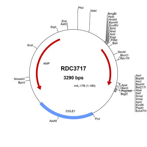 Mouse Il B Np Versaclone Cdna Rdc R D Systems