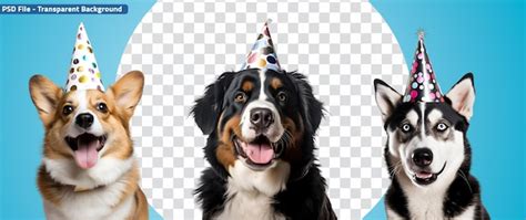 Funny Dogs with Party Hats and a Set of a Dog with a Birthday Hat ...