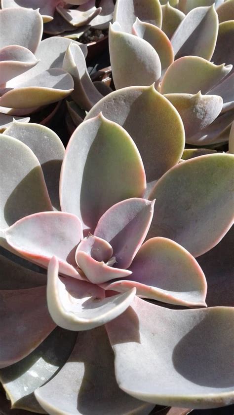 Echeveria Perle Von Nurnberg For Sale Online Plantly