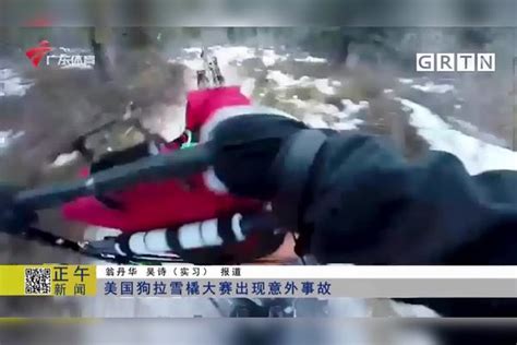 美国狗拉雪橇大赛出现意外事故