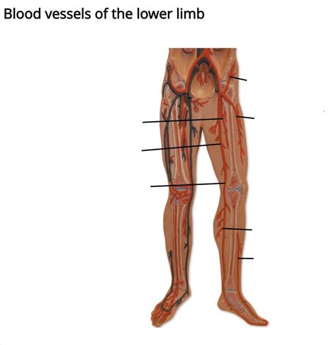 Anatomy Lab Final Diagram Quizlet