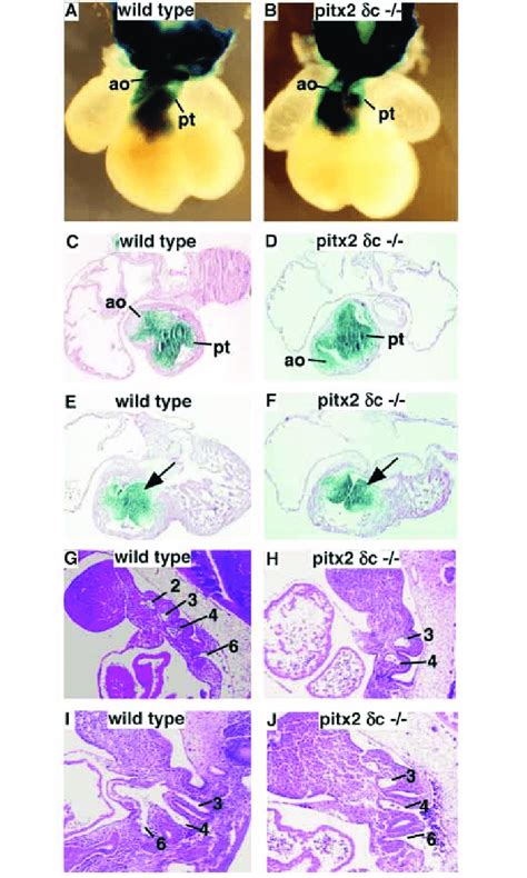 Fate Mapping With Wnt Cre Transgenic And The Rosa Reporter A B