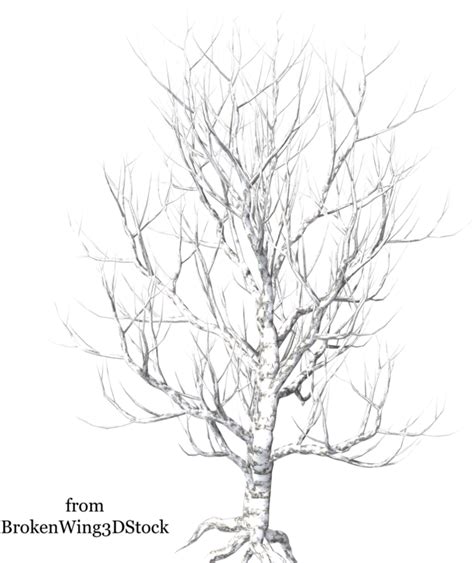 Download A Tree In Winter Winter Trees Transparent Background Full