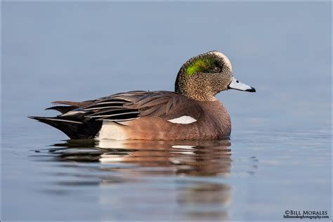 American Widgeon | Bill Morales Photography