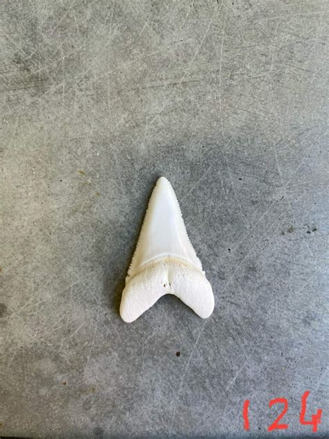 White Shark Tooth #124 (53.44mm x 35.04mm) - Elasmo-Morph