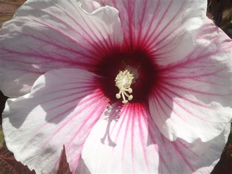 Hibiskus Bylinowy SUMMER STORM Internetowy Sklep Ogrodniczy