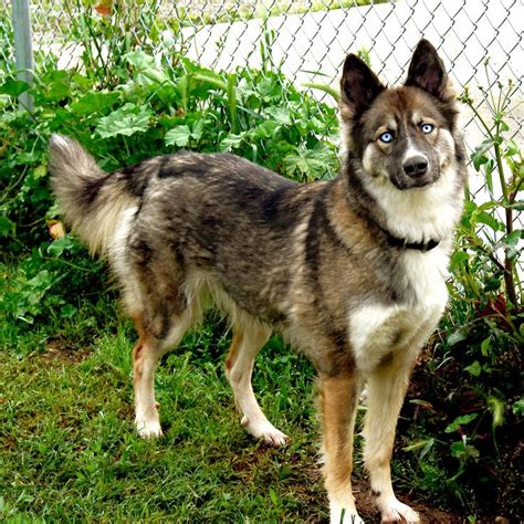 Buy German Shepherd Husky Mix