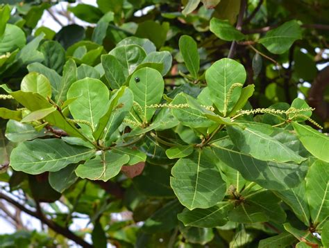 Chapeu De Sol Planta - Chapéu-de-sol: Sombra, alimento e remédio. | Mais Peruibe