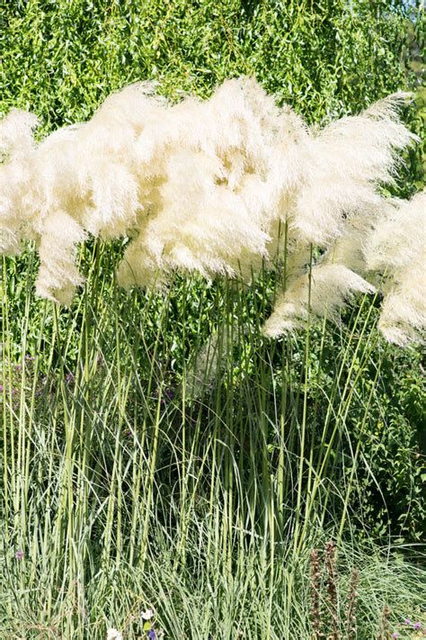 Garten Navi Amerikanisches Pampasgras Cortaderia Selloana