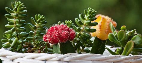 Cacti And Succulents The Differences And How To Tell Them Apart Succulents For Life