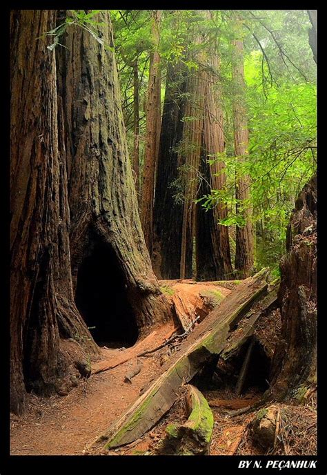 Pin By Chris James On Destinations Muir Woods Muir Woods California