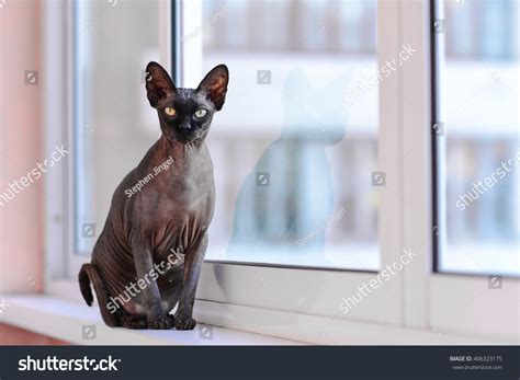 Cute Sphynx Hairless Cat Big Ears Stock Photo (Edit Now) 406323175