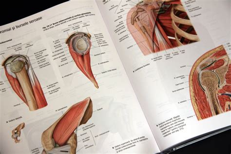 Atlas De Anatomie Nomenclatura Latina