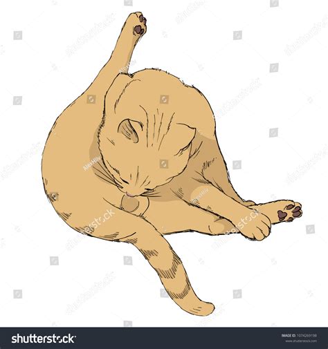 cat licking  royalty  images stock  pictures