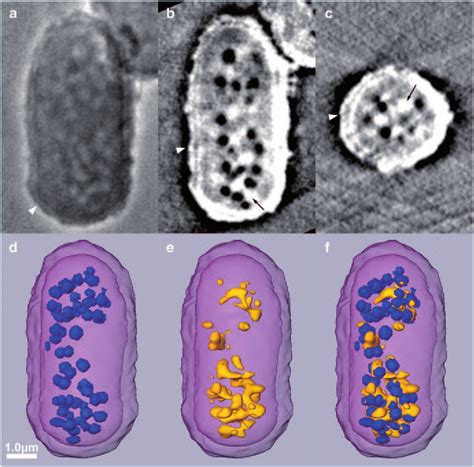 8 Hard X Ray Tomography Of A Fission Yeast Cell Schizosaccharomyces