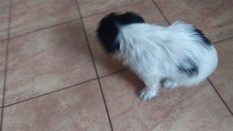 Shih Tzu Suczka Przedecz OLX Pl