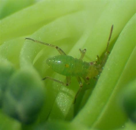 Province Of Manitoba Agriculture Lygus Bug