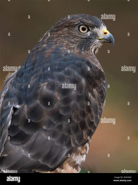 A Portrait Of A Broad Winged Hawk Stock Photo Alamy