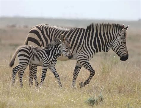 types  zebras species facts   zebra species plains