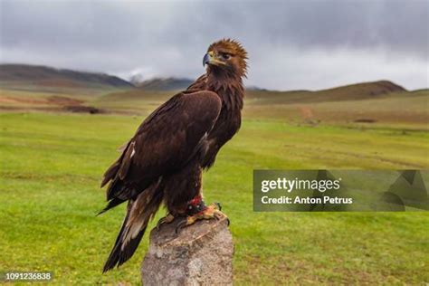 Golden Hawk Bird Photos and Premium High Res Pictures - Getty Images