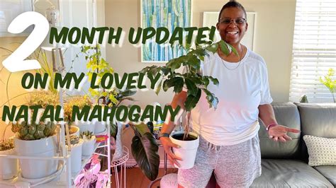 107🌳 Plant Update On My Natal Mahogany Trichilia Emetica Awesome